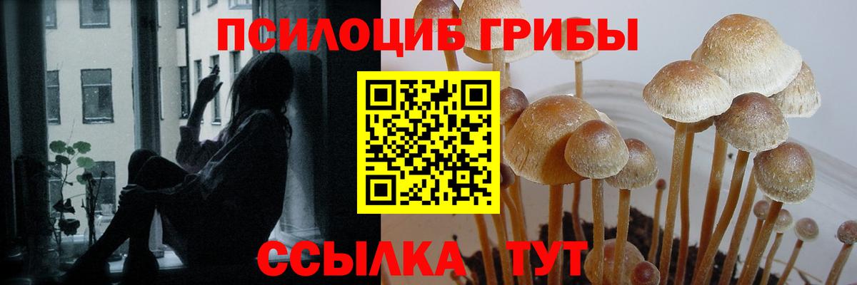 Псилоцибиновые грибы мухоморы  Вход с VPN  Амурск  продажа наркотиков  Псилоцибиновые грибы Psilocybine cubensis 